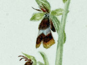 Fly orchid