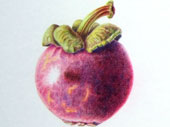 Mangosteen