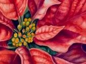 Pointsettia Xmas Card