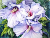 Blue hibiscus