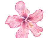 Pink hibiscus crayon